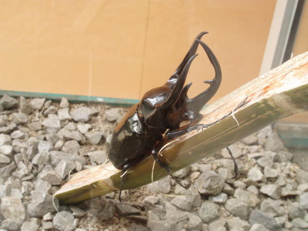Stag horn beetle
