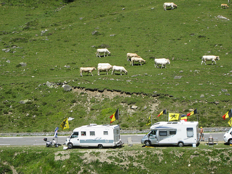 Cows and campers along the road