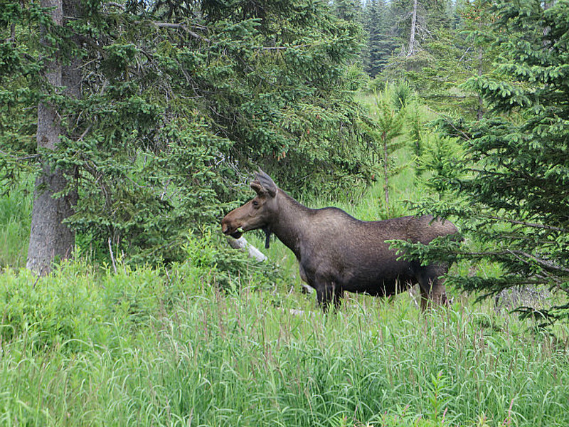 Finally! A moose sighting.