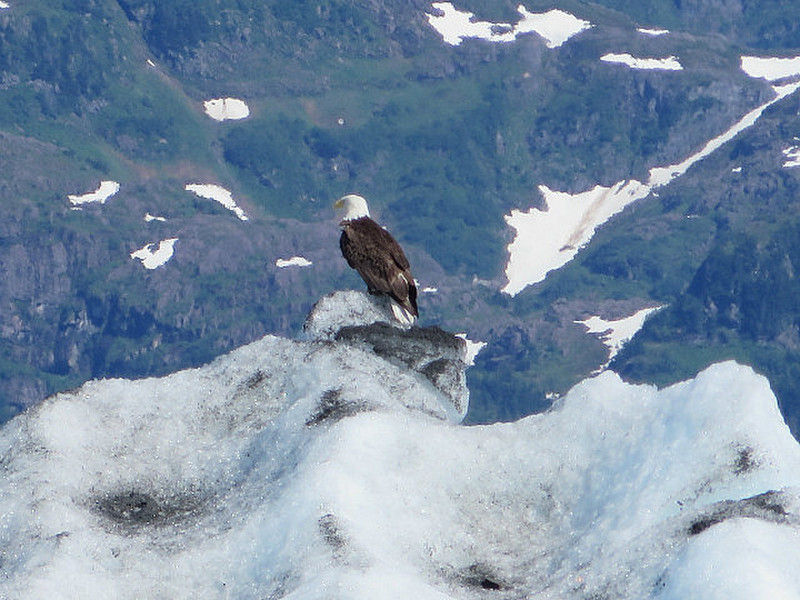 Bald eagle on ice