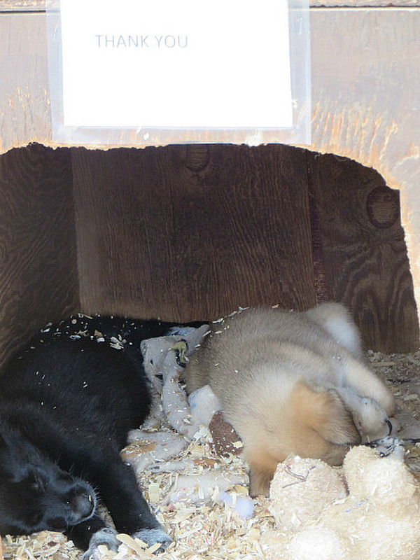 Sled dog pups for sale at Brunt Paws