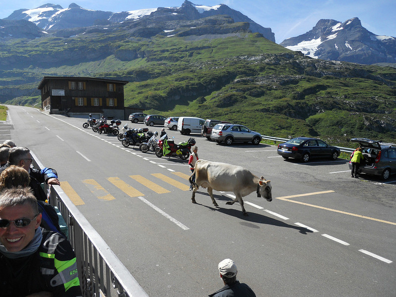 The cows of Klausen Pass