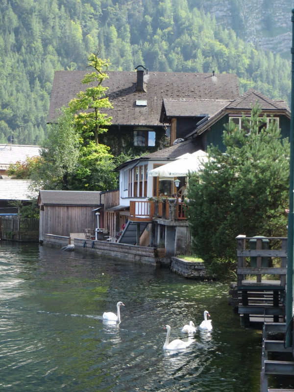 Swans on Lake Hallstatt