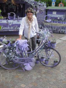 Lavender display in Menaggio