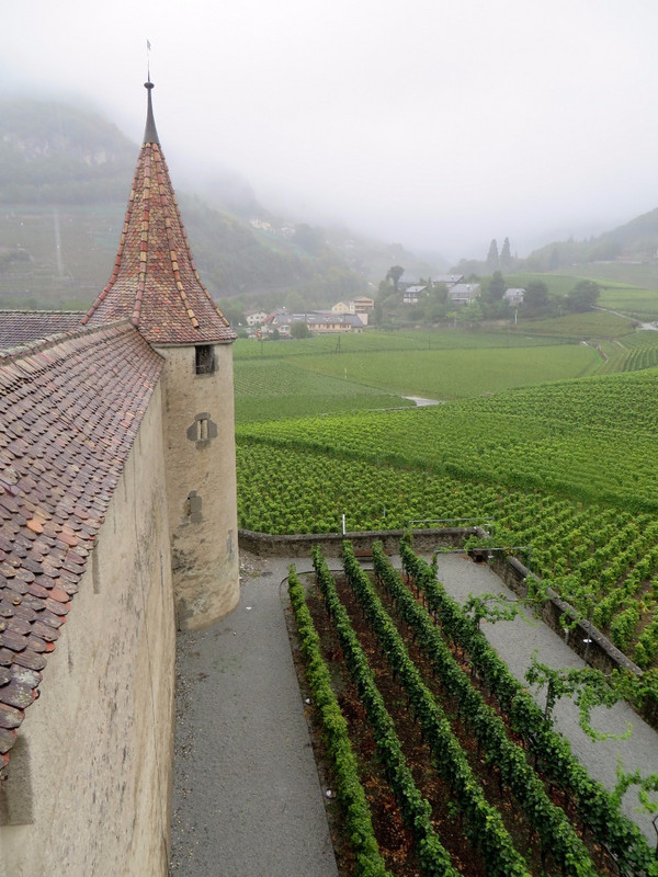 Castle vineyards