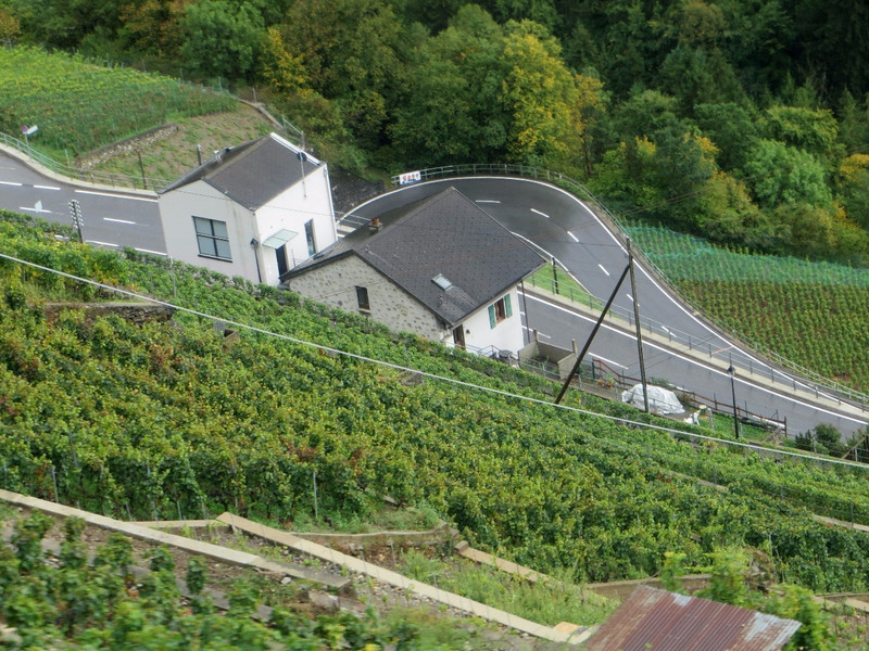 Terraced vineyards 