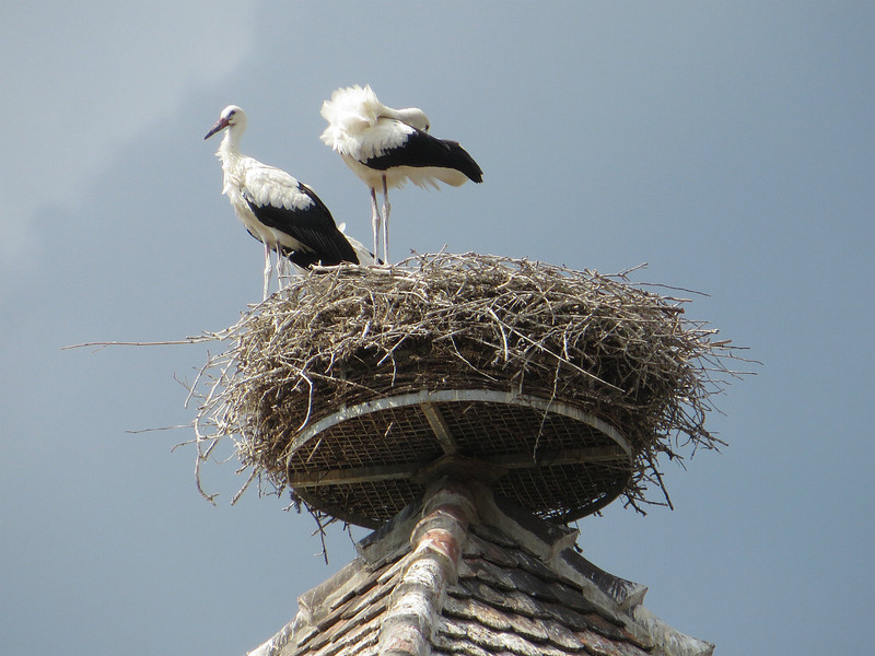 Roosting storks