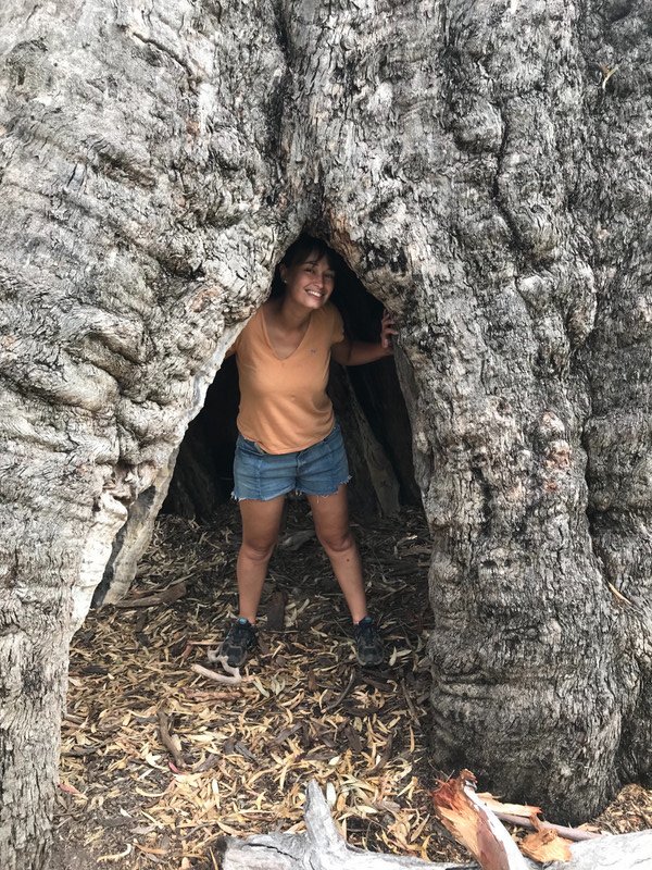 A tree cave 
