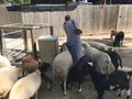 Feeding sheep and goats