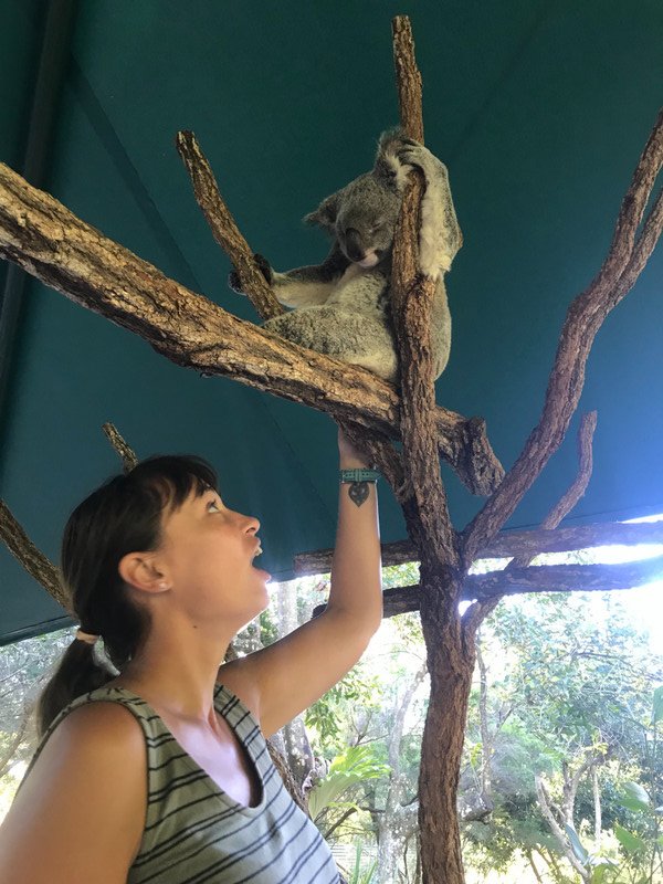 I got to stroke a Koala ? 
