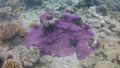 Purple Coral
