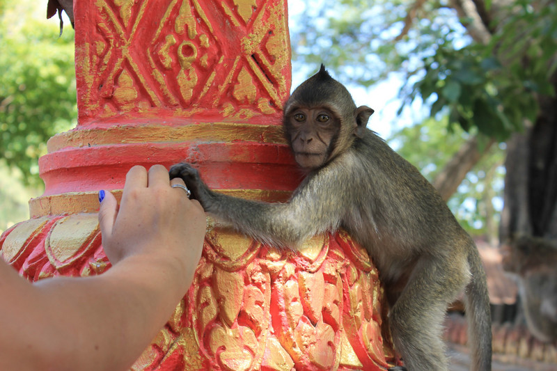 A monkey at Soga Pagoda