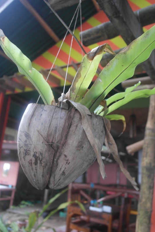 Coconut plant pot