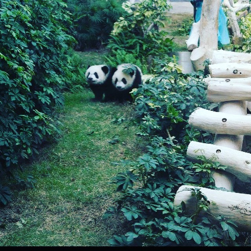 Panda's!