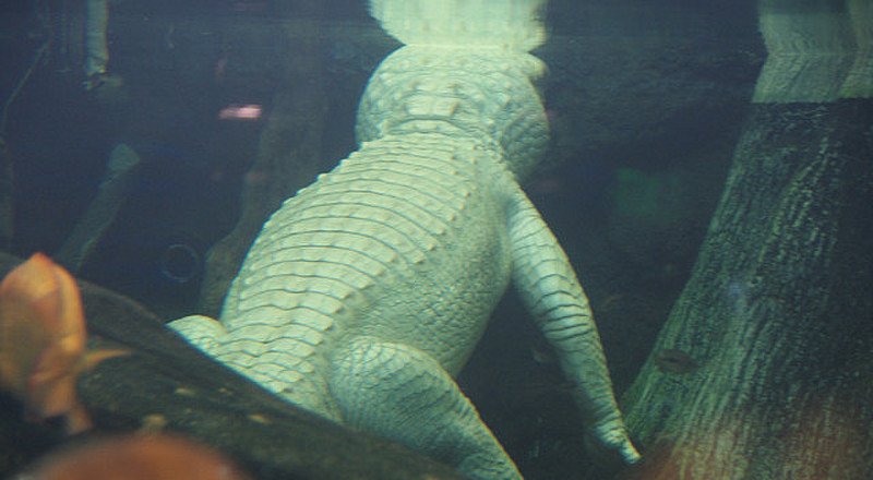 Claude the Albino Alligator