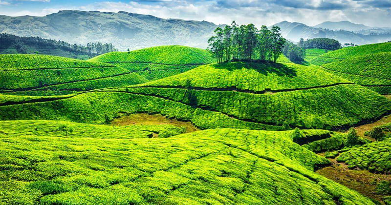 Harrison Malayalam Tea Plantation, Munnar