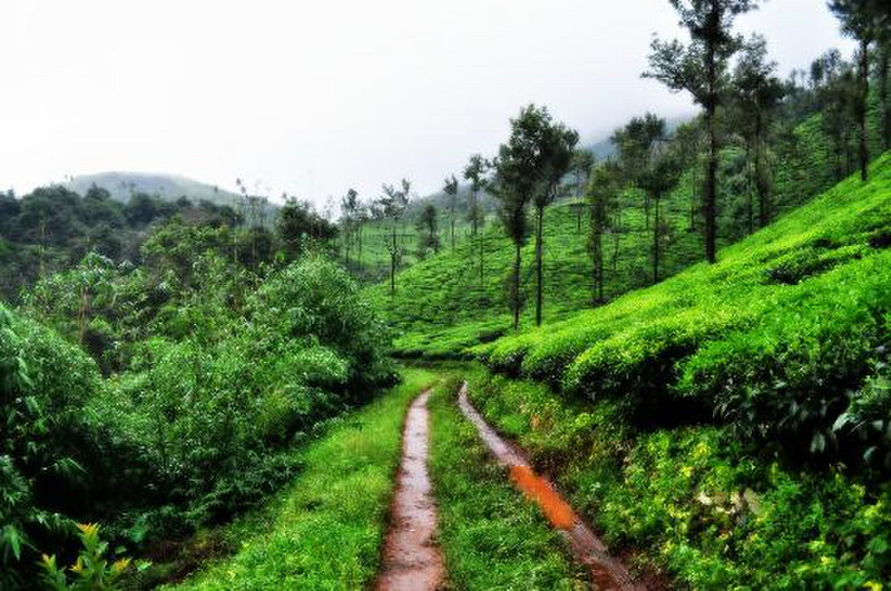 Kelagur Tea Estate, Karnataka