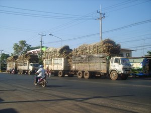 Sugar cane en-route to factory