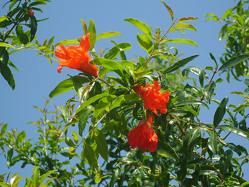 Pommegranate flowers