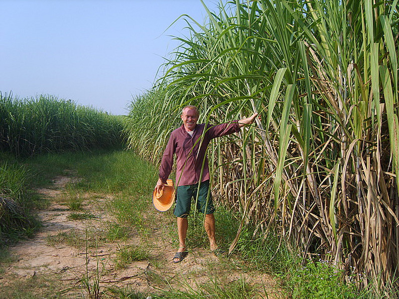Glad I&#39;m not cutting this sugar cane