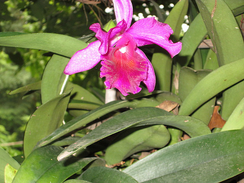 A few orchids have survived and are flowering