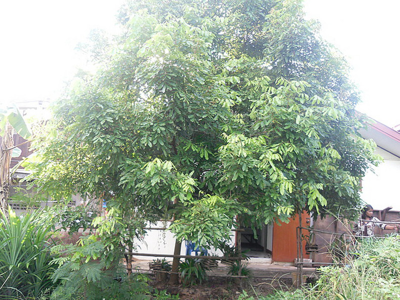 My longan tree has grown a lot