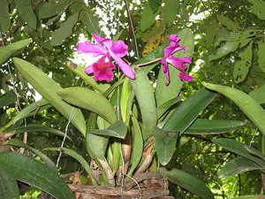 A few orchids have survived and are flowering