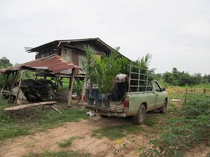 Palm oil trees arrive at the farm
