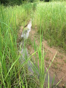Small stream through ricefields