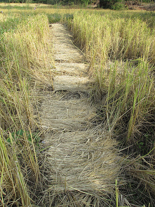 Cut rice laid out to dry