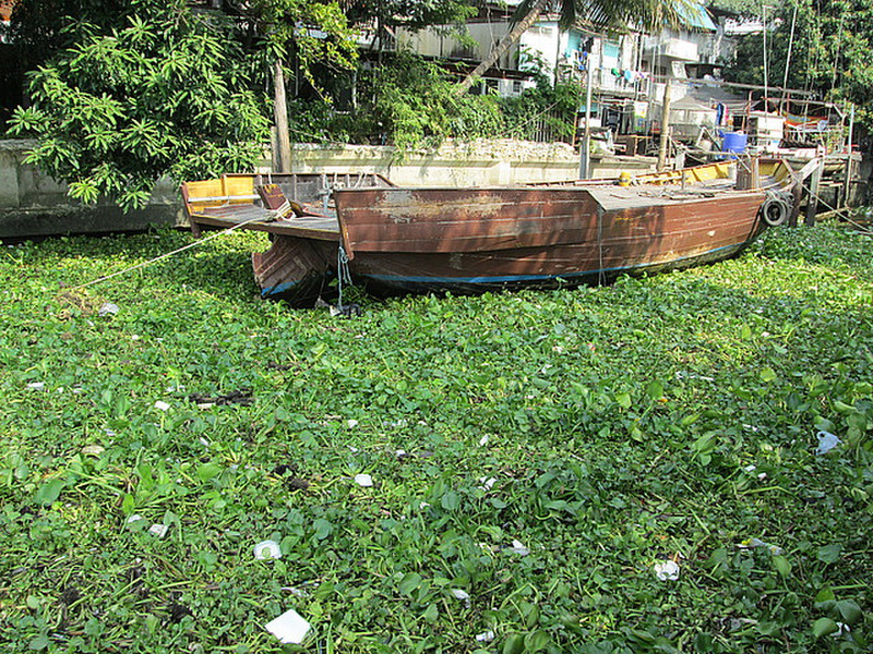 Water hyacinth eats boat !