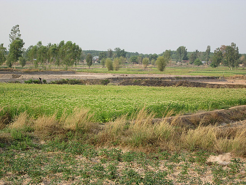 Tobacco in the rice fields