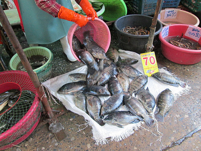 Freshly arrived fish - 1.40GBP per kilo