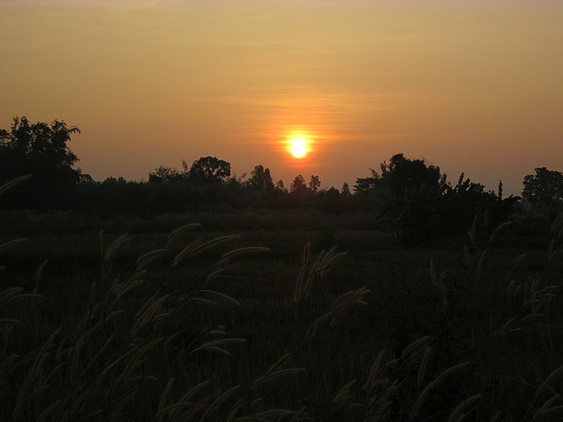 Sun rising over the rice fields