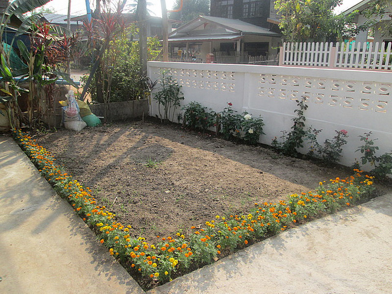 Marigolds and roses in the front garden