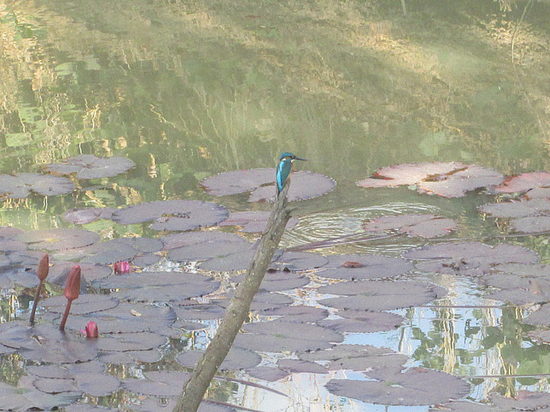 Kingfisher looking for his evening snack
