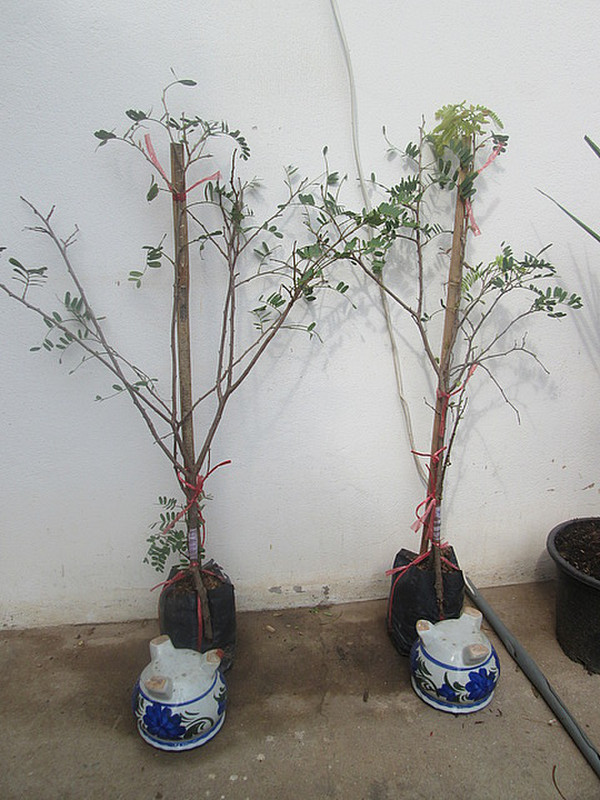 New tamarind trees