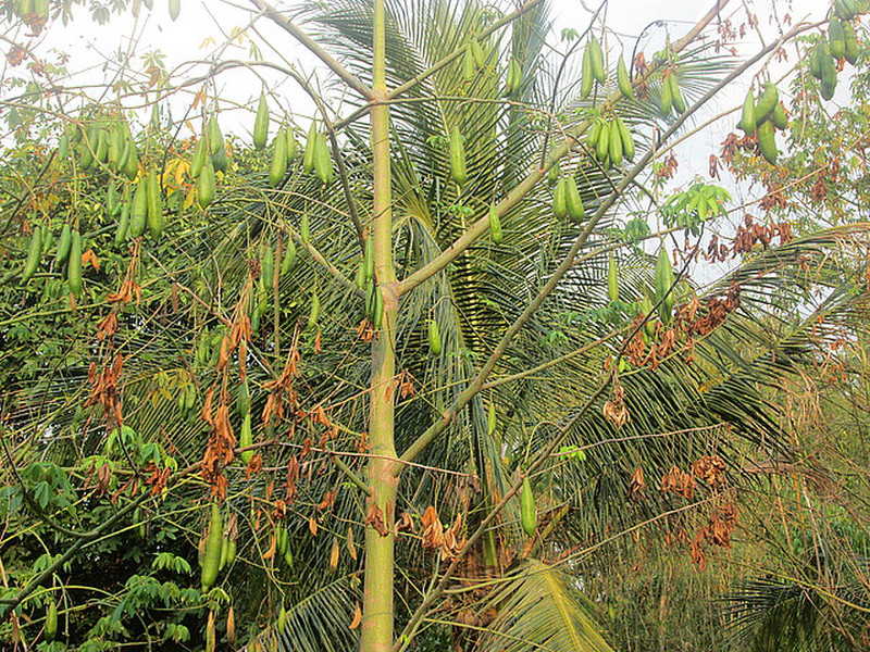 Kapok tree seed pods