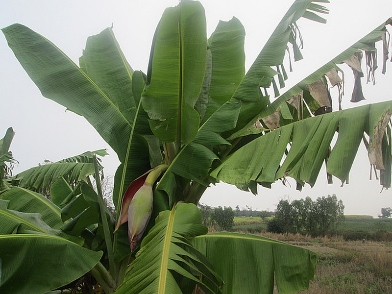 New banana flower is coming