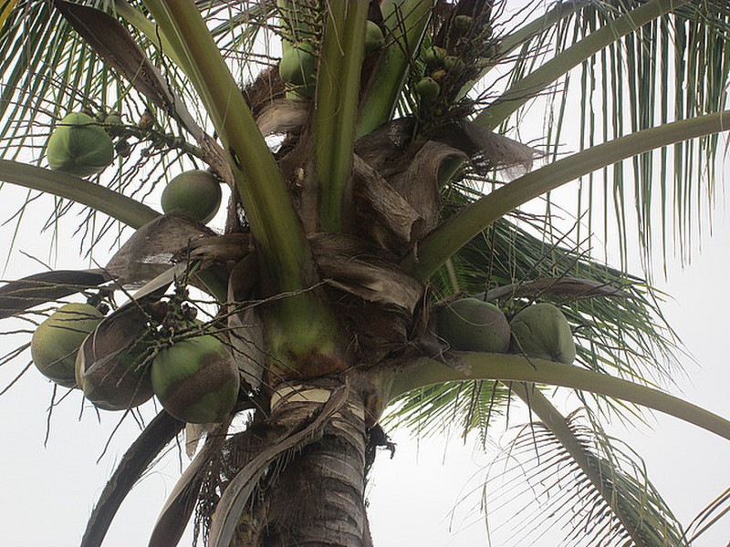 Oh what a lovely bunch of coconuts ...