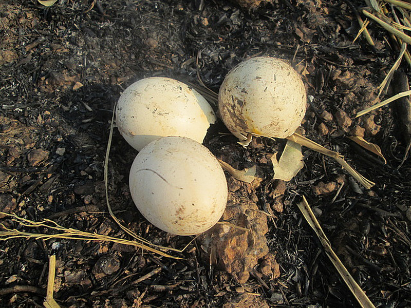 Birds eggs at the farm