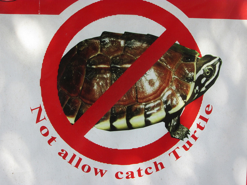 Please dont catch the turtles ...
