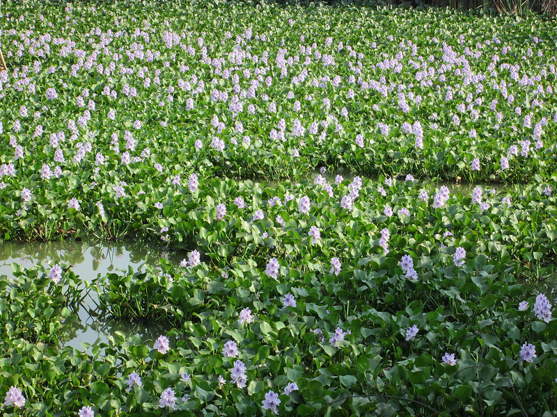 Orchid covered lake ...