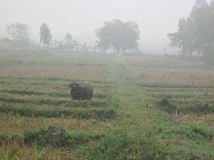 Even the buffalo doesnt like this morning