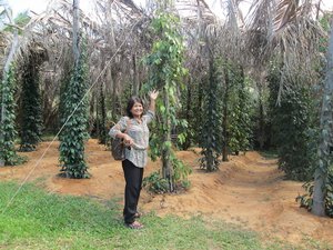 Peppers growing near Kampot
