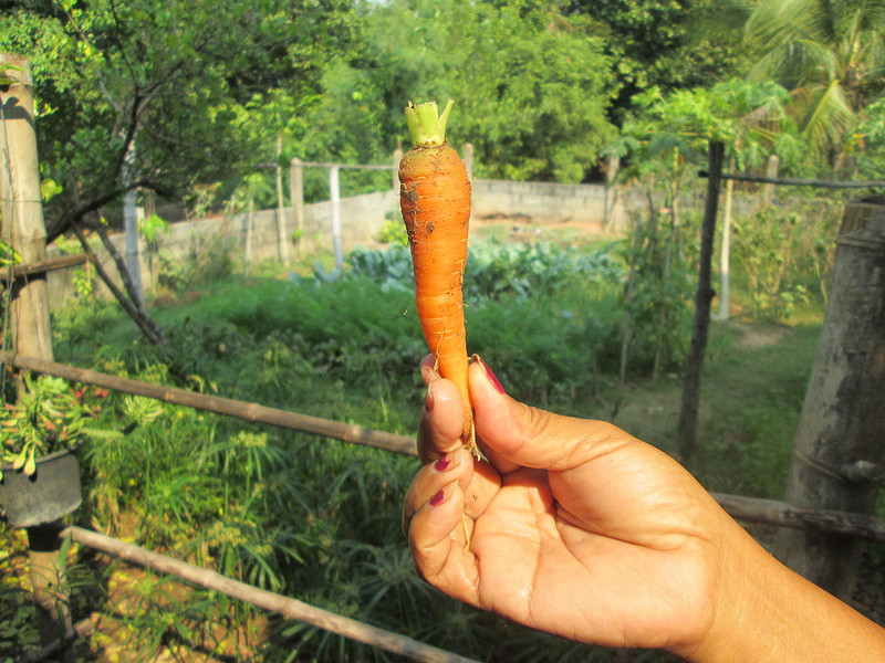 First new season carrot ...