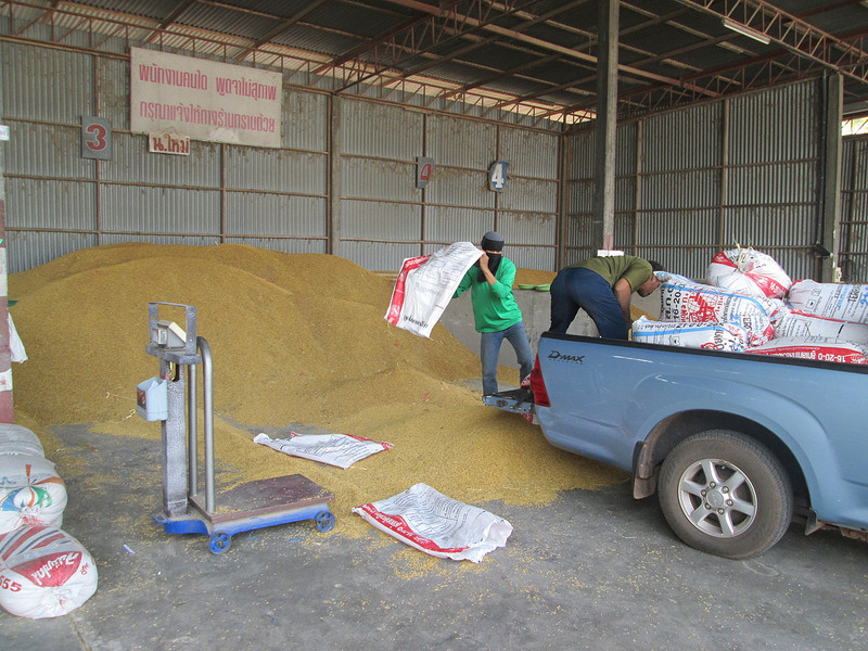 Unloading the rice ...