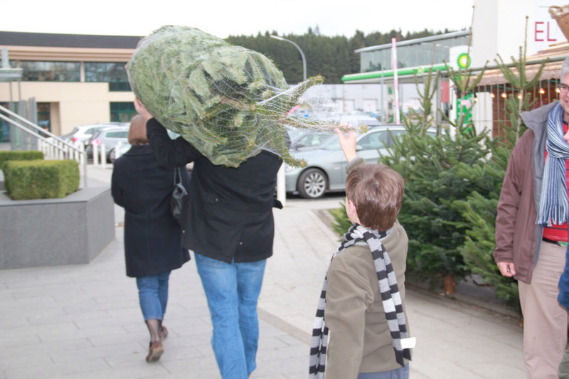 Matthew helps to carry the tree....