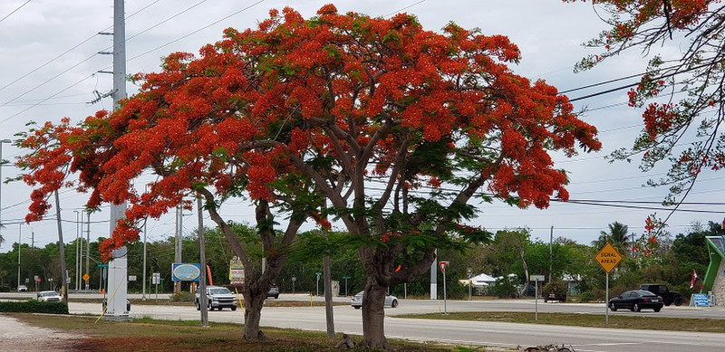 Orange Pointciana Trees