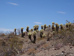 Desert du Mojave